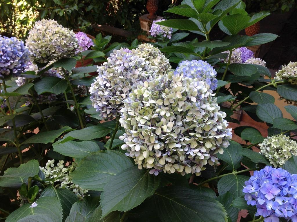 B&B Di Charme Camelie Palazzo Nicotra 里波斯托 外观 照片